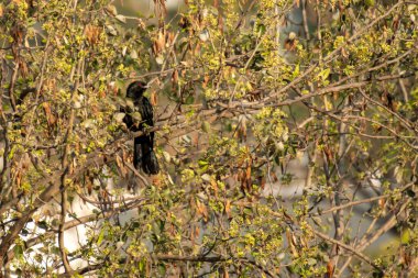 Hint koel guguk kuşu Maharashtra 'nın derin ormanlarında