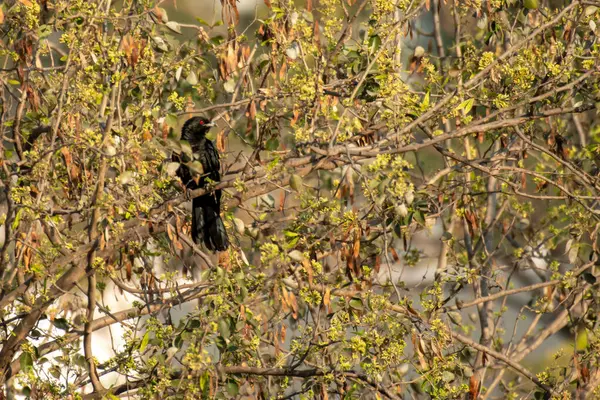 Hint koel guguk kuşu Maharashtra 'nın derin ormanlarında