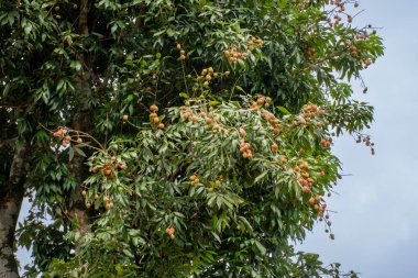 Olgunlaşmış Çin Ağacı. Butan 'da Lychee meyvesi olarak da bilinen 3 Litchi.