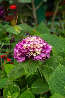 Darjeeling 'de Ortanca çiçeği olarak da bilinir.