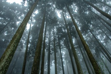 Darjeeling 'deki çam ağaçlarının yapraklarını delip geçen çarpıcı ışık huzmeleri.