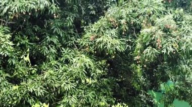 Sikkim 'deki Lychee ağacında yaşayan Litchi meyvesi