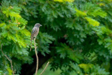 Ormandaki ağacın dalında Kara Drongo