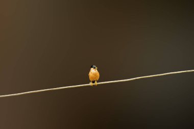 Brahminy Starling ormandaki telin üzerinde