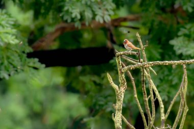 Pul memeli Munia ormandaki ağaç dalında