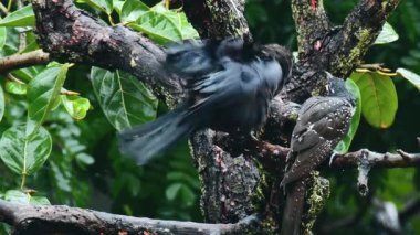 Ormandaki ağacın dalında siyah karga olan Asya Koel 'i