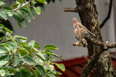 Ormandaki ağaçta bir çift gülen güvercin