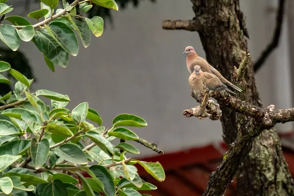 Ormandaki ağaçta bir çift gülen güvercin