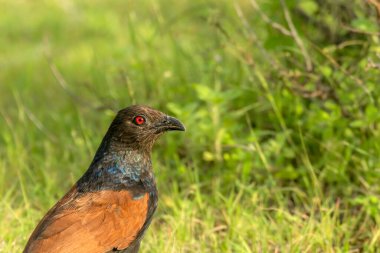 Büyük Coucal Bhigwan, Pune 'da