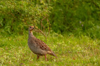 Gri Frankolin, Bhigwan 'ın otlağında
