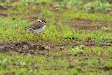 Küçük Halkalı Plover Bhigwan 'ın otlağında
