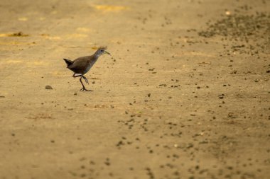 Kahverengi Crake Bhigwan topraklarında