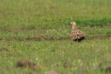 Bhigwan 'ın otlaklarında kestane kestaneli sandviç.