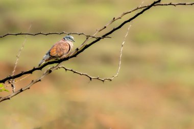 Kızıl Yakalı Güvercin Bhigwan topraklarında