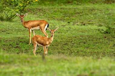 Chinkara, Bhigwan otlağında Kızılderili ceylanı olarak da bilinir.