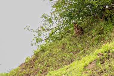 Bhigwan otlağında Kaya Kartalı Baykuşu