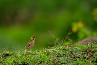 Paddy Field Pipit, Bhigwan, Pune 'daki çim arazisinde