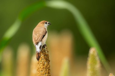 Saswad, Pune 'daki Pearl Millets' in gümüş gagası.