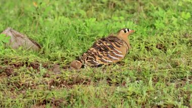 Bhigwan 'ın otlağında Boyanmış Kum Tavuğu