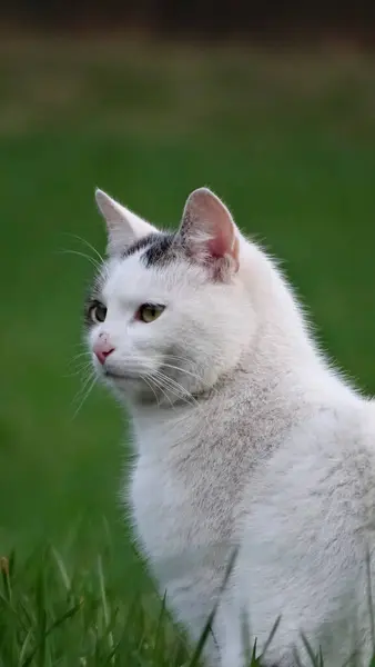 Yeşil çimlerin üzerinde beyaz bir kedi