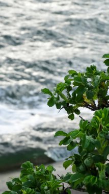 Bahçede yeşil yapraklar