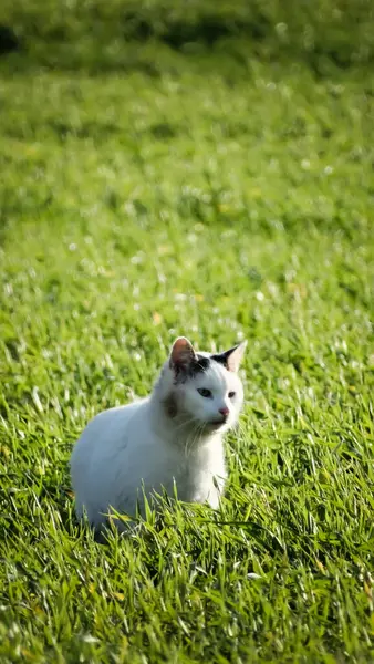 Çimlerdeki kedi