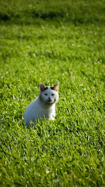 Beyaz kedi yeşil çimlerde yatıyor.