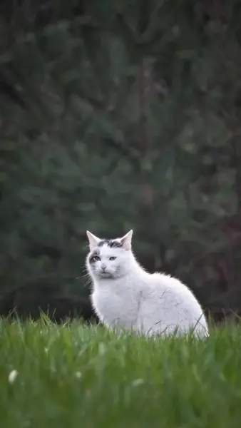 Çimlerdeki kedi