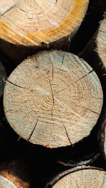 Bir odun yığınına yakın.