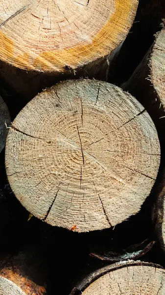 Bir odun yığınına yakın.