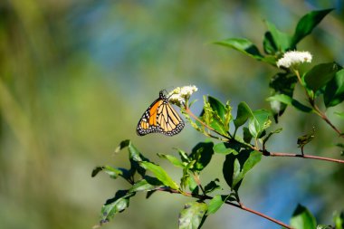 Kral kelebeği bir çiçeğin üzerinde dinleniyor. Tampa Bay, Florida 'da güneşli bir günde çekilmiş. Yüksek kalite fotoğraf