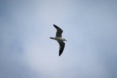 Gülen Martı gökyüzünde uçuyor. Tampa Bay, Florida 'da bulutlu bir günde çekildi. Yüksek kalite fotoğraf