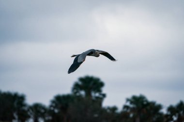 Gökyüzünde uçan büyük mavi balıkçıl. Bulutlu bir günde Florida, Sarasota 'da çekildi. Yüksek kalite fotoğraf