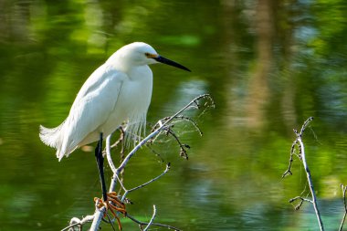 Karlı Egret suyun üzerindeki bir dala tünemişti. Yüksek kalite fotoğraf. Güneşli bir günde Florida, Tampa Körfezi 'nde çekildi..