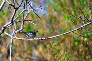Bir dalda sarı popolu Warbler. Yüksek kalite fotoğraf. Güneşli bir günde Florida, Tampa Körfezi 'nde çekildi..
