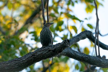 Dişi Kırmızı Kanatlı Karatavuk bir dala tünedi. Yüksek kalite fotoğraf. Güneşli bir günde Florida, Tampa Körfezi 'nde çekildi..