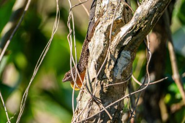 Kahverengi Anole çiğ taneli bir dalda. Yüksek kalite fotoğraf. Güneşli bir günde Florida, Tampa Körfezi 'nde çekildi..