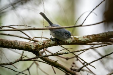 Bir ağacın dalına tünemiş mavi-gri kapan yakalayıcı. Tampa Bay, Florida 'da bulutlu bir günde çekildi. Yüksek kalite fotoğraf