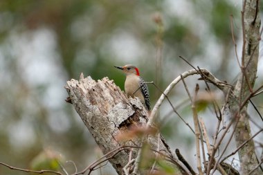 Kırık bir ağacın tepesine tünemiş kırmızı karınlı ağaçkakan. Tampa Bay, Florida 'da bulutlu bir günde çekildi. Yüksek kalite fotoğraf