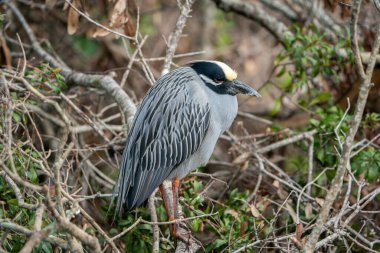 Closeup of a Yellow-crowned Night Heron. Taken on a cloudy day in Tampa Bay, Florida. High quality photo clipart