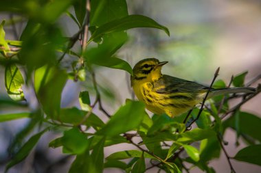 Prairie Warbler bir ağacın dalında. Yüksek kalite fotoğraf. Güneşli bir günde Florida, Tampa Körfezi 'nde çekildi..