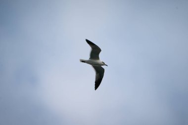 Gülen Martı gökyüzünde uçuyor. Tampa Bay, Florida 'da bulutlu bir günde çekildi. Yüksek kalite fotoğraf