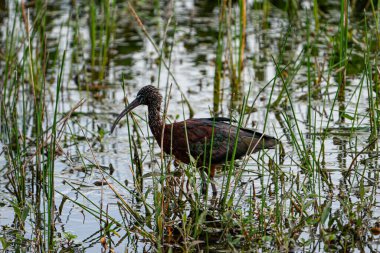 Parlak Ibis gölde yürüyor. Bulutlu bir günde Florida, Sarasota 'da çekildi. Yüksek kalite fotoğraf