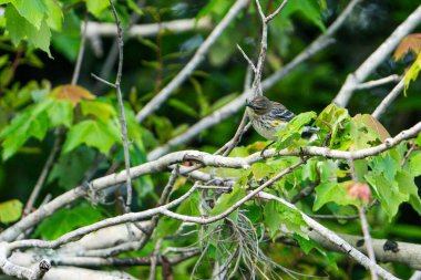 Bir dalda sarı popolu Warbler. Yüksek kalite fotoğraf. Güneşli bir günde Florida, Tampa Körfezi 'nde çekildi..
