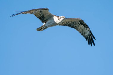 Osprey kuşu açık gökyüzünde uçuyor. Tampa Bay, Florida 'da güneşli bir günde çekilmiş. Yüksek kalite fotoğraf