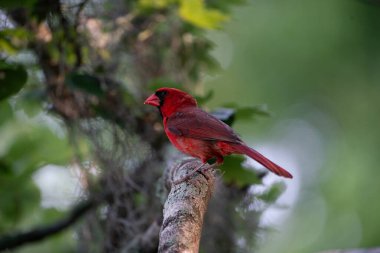 Kuzey Kardinal 'in küçük kırmızı erkek kuşu bir dala tünemiş. Yüksek kalite fotoğraf