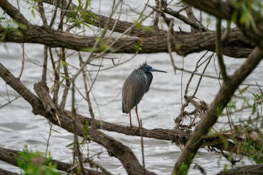 Üç renkli balıkçıl bir gölün üzerindeki bir dala tünemişti. Bulutlu bir günde Florida, Sarasota 'da çekildi. Yüksek kalite fotoğraf