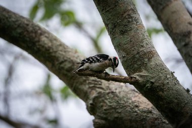 Ağacın dalındaki Downy ağaçkakanı. Tampa Bay, Florida 'da bulutlu bir günde çekildi. Yüksek kalite fotoğraf