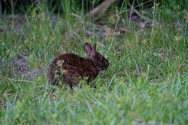 Uzun çimlerde bataklık tavşanı. Yüksek kalite fotoğraf