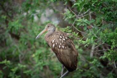 Limpkin bazı ağaçların ortasında duruyor. Tampa Bay, Florida 'da bulutlu bir günde çekildi. Yüksek kalite fotoğraf